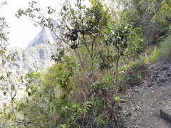 Securinega durissima