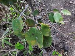 Securinega durissima