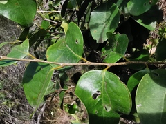 Securinega durissima