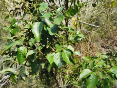 Securinega durissima