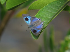 Hypolycaena phorbas