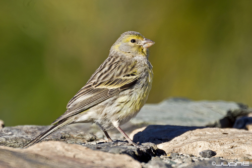Island Canary