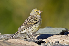 Atlantic Canary photo 2