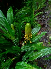 Calanthe formosana