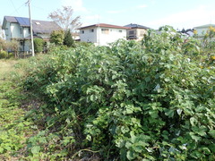 Boehmeria nivea nipononivea