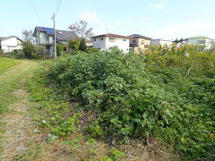 Boehmeria nivea nipononivea