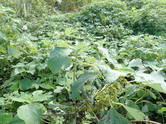 Boehmeria nivea nipononivea