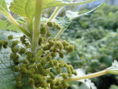 Boehmeria nivea nipononivea