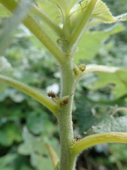 Boehmeria nivea nipononivea