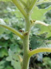 Boehmeria nivea nipononivea