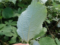 Boehmeria nivea nipononivea