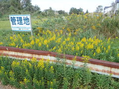 Solidago altissima