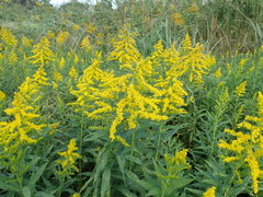 Solidago altissima