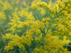 Solidago altissima