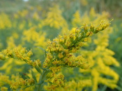 Solidago altissima