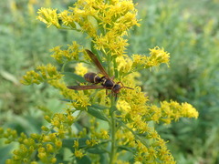 Polistes snelleni