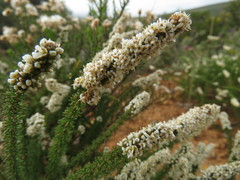 Globulariopsis adpressa