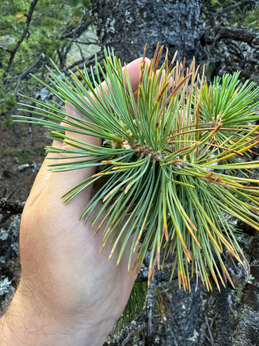 Western white pine (Pinus monticola)