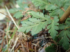 Sceptridium ternatum