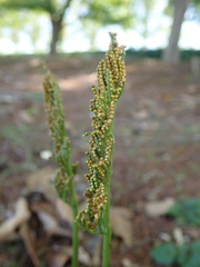 Sceptridium ternatum