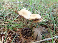 Agaricales