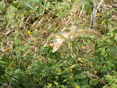 Argynnis hyperbius