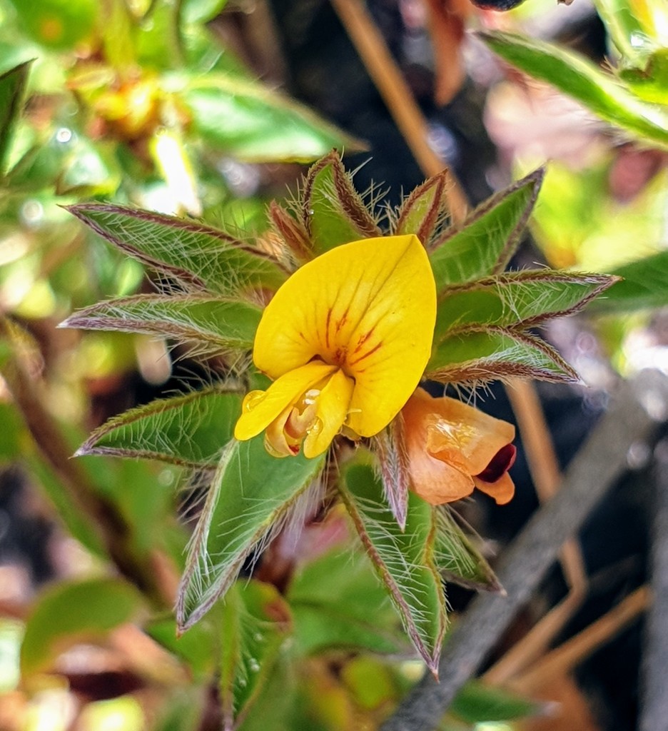 three-nerved bush-pea