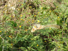 Argynnis hyperbius