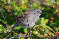 Dunnock photo 6