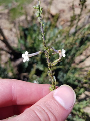 Freylinia longiflora