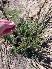 Freylinia longiflora