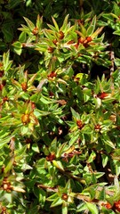 Pultenaea trinervis
