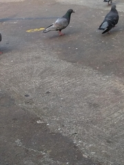 Columba livia domestica