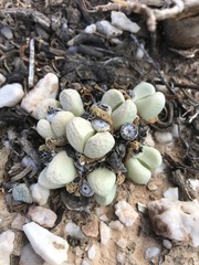 Argyroderma framesii