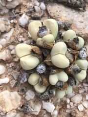 Argyroderma framesii