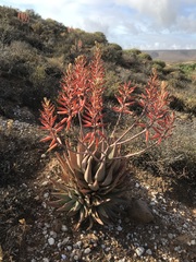 Aloe falcata