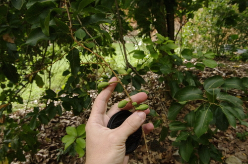 Image of Sapindus oahuensis by (c) Eric Knight, some rights reserved (CC BY)