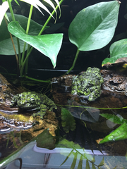 Theloderma corticale