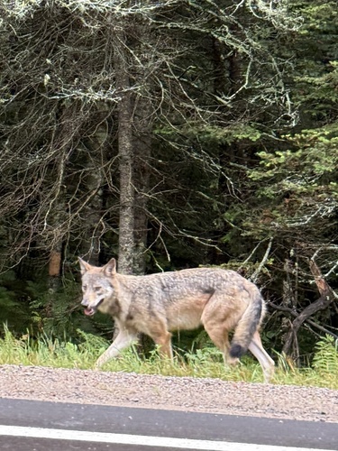 Gray Wolf photographed in Wisconsin