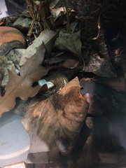 Trachycephalus resinifictrix