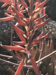 Aloe falcata