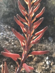 Aloe falcata