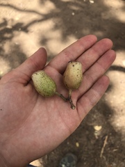 Corymbia erythrophloia