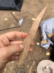 Corymbia erythrophloia