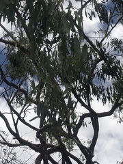 Corymbia erythrophloia