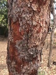 Corymbia erythrophloia