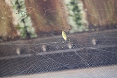 Trichonephila clavata