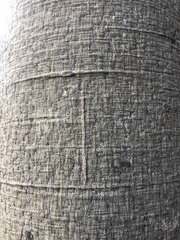 Brachychiton australis