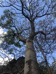 Brachychiton australis