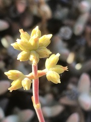 Crassula subaphylla subaphylla